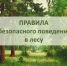 Меры безопасности в лесу - Администрация г. Муравленко