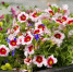 Оценить работы по озеленению города можно до 20 октября - Муравленко 24